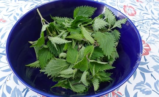 Fresh nettle tips