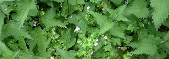 Nettles, herb Robert and piskie flowers