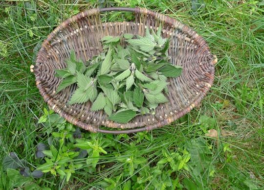 Fresh nettles