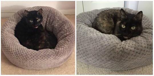 donut-cat-bed