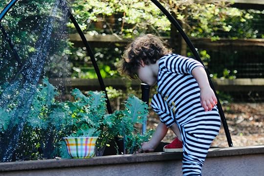 Early morning lettuce pickin’…you can see the water flows right through the netting.