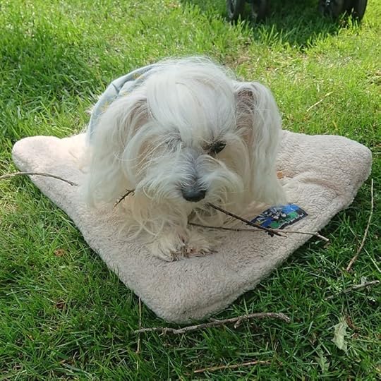 Petal chewed some sticks and got some sun while I did some weeding. She likes being everywhere I am and I like her being everywhere I am. (Smiling) 