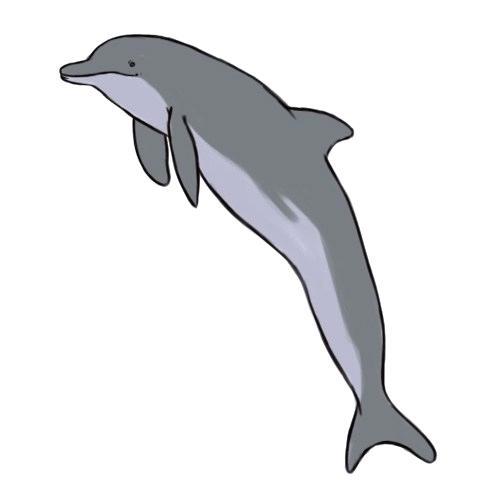 picture of a dolphin to color how to draw a dolphin 5 steps with pictures dolphin picture color