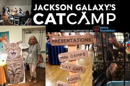 cat-camp-nyc