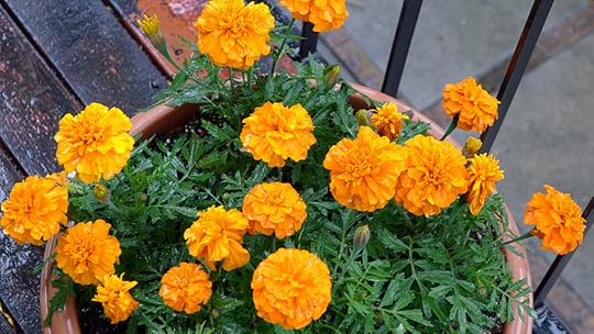 marigolds