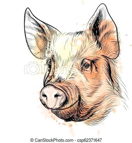 pig head drawing portrait of a pig head zodiac sign year of pig dead pig head drawing