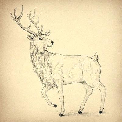 how to draw deer step by step how to draw a deer step by step how to draw a deer step by step video