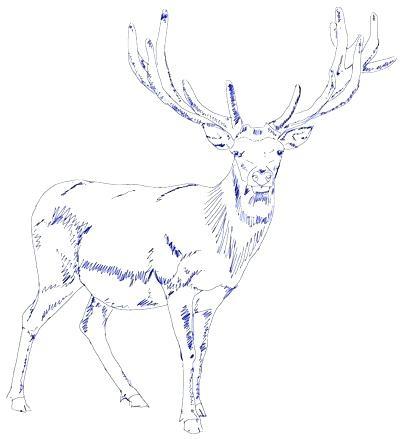 how to draw deer step by step deer drawing step 5 how to draw a realistic deer head step by step