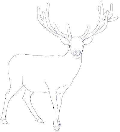 how to draw deer step by step deer drawings step 4 white tailed deer drawings step by step