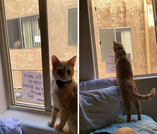 neighbor-cats-falls-in-love-simon-theo