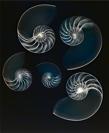 Nautilus Shells LAB © Harold Davis