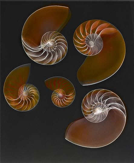 Nautilus Shells on Black - Fusion © Harold Davis