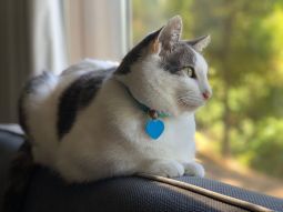 Kate's cat