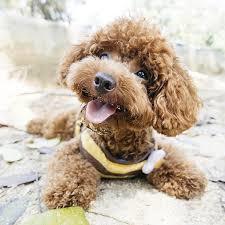 Image result for dogs