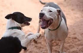 Image result for dogs