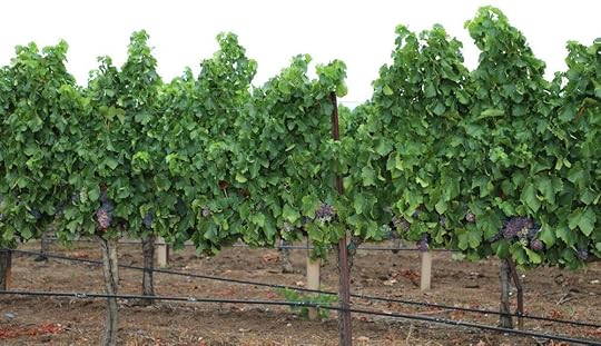 Image result for Vacation temecula california
