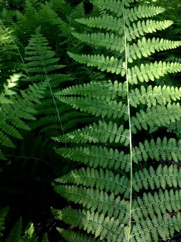 fern