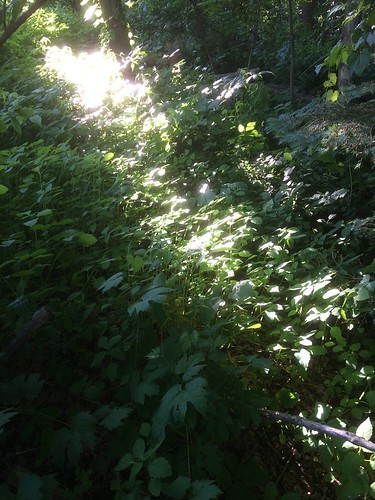 sunbeam