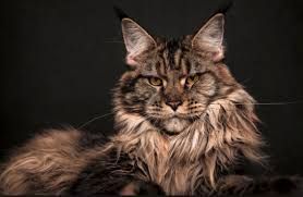 maine coon cat