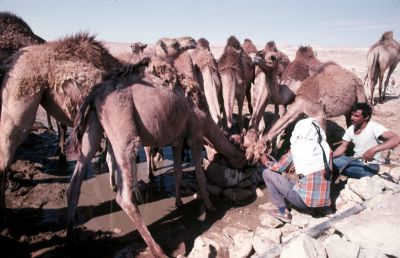 CamelsDrinking.jpg