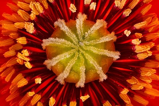 Nearly Perfect Poppy © Harold Davis