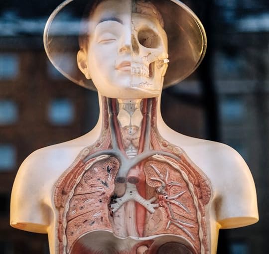 model of human body internal 