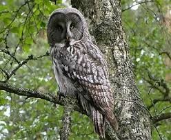 great grey owl