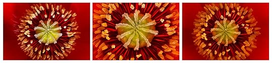 Papaver Triptych © Harold Davis