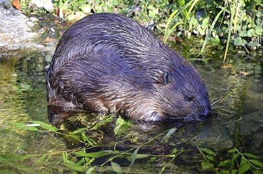 Beaver. Image by <a href=