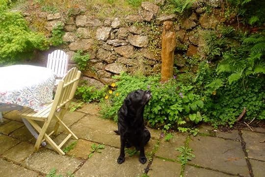 Tilly looks up at Herbert the Blackbird