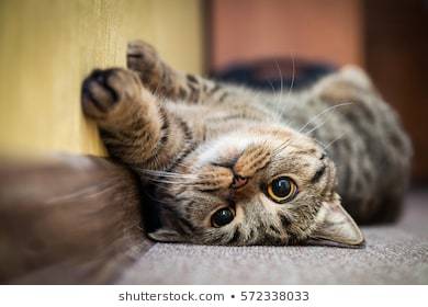 Image result for cats cute