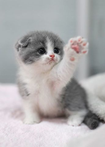 Image result for cats cute