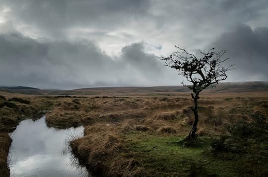 Dartmoor Hawthorn by Simon Blackbourn
