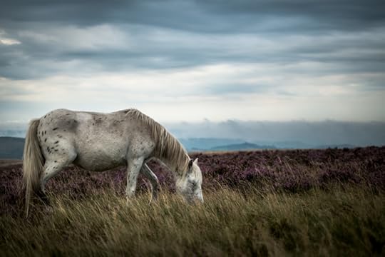 Dartmoor Pony by Simon Blackbourn
