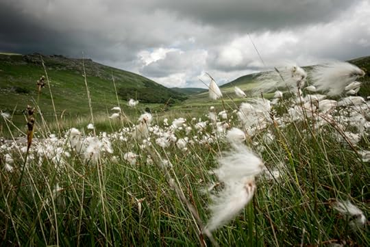 Bog Cotton on Branscombe Loaf by Simon Blackbourn