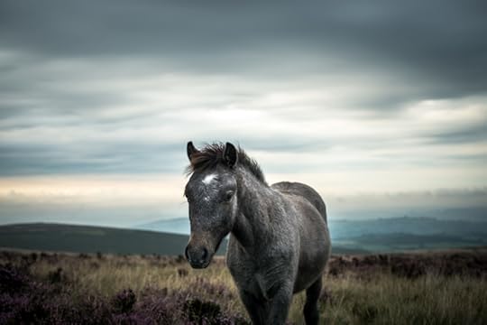 Dartmoor Foal by Simon Blackbourn