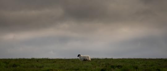I Am Sheep by Simon Blackbourn