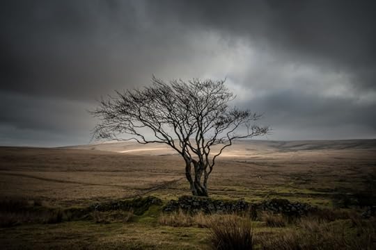Dartmoor Tree by Simon Blackbourn