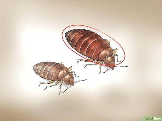 kleine krabbeltiere im zimmer recognize bed bugs step 1 kleine tiere furs zimmer