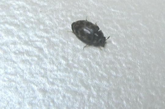 kleine krabbeltiere im zimmer zmer kleine braune fliegende kafer im zimmer