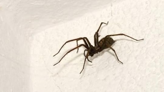 kleine krabbeltiere im zimmer kleine fliegende tiere im zimmer
