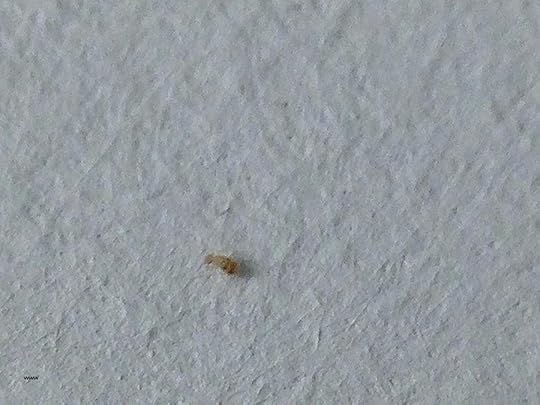 kleine krabbeltiere im zimmer zmer unique an wand home age high definition kleine braune kafer im zimmer