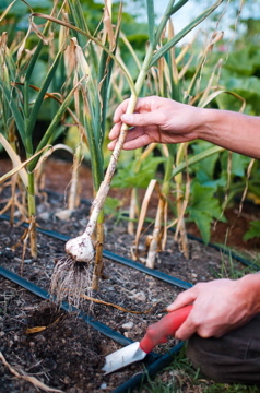 Garlic_harvesting.jpg