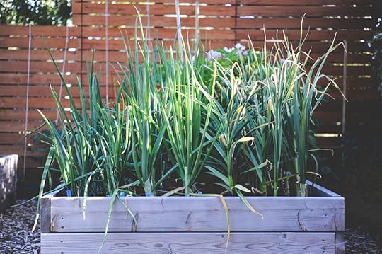 Harvested Swath_1.jpg