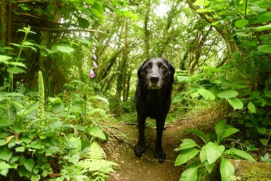 Tilly and the foxglove