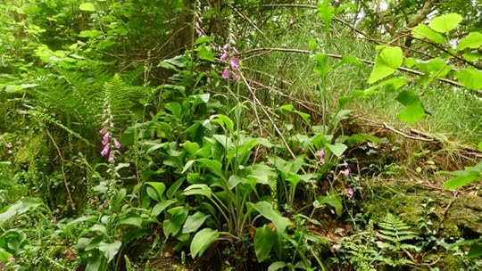 Foxgloves in June