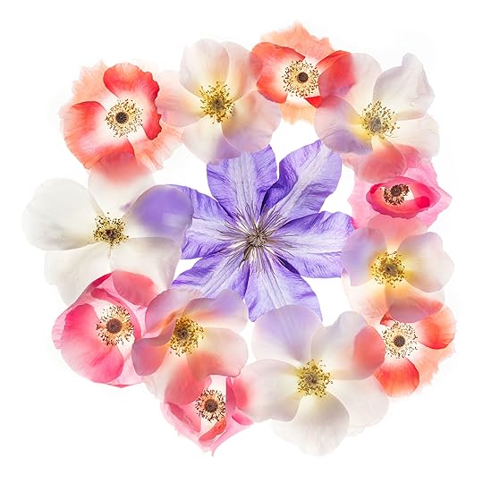 Mandala with Clematis and Poppies © Harold Davis