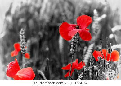 Red Poppy