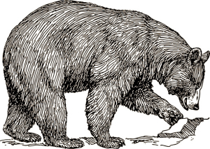 Black bear, artist unknown