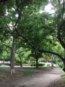 Path In Dearborn Park